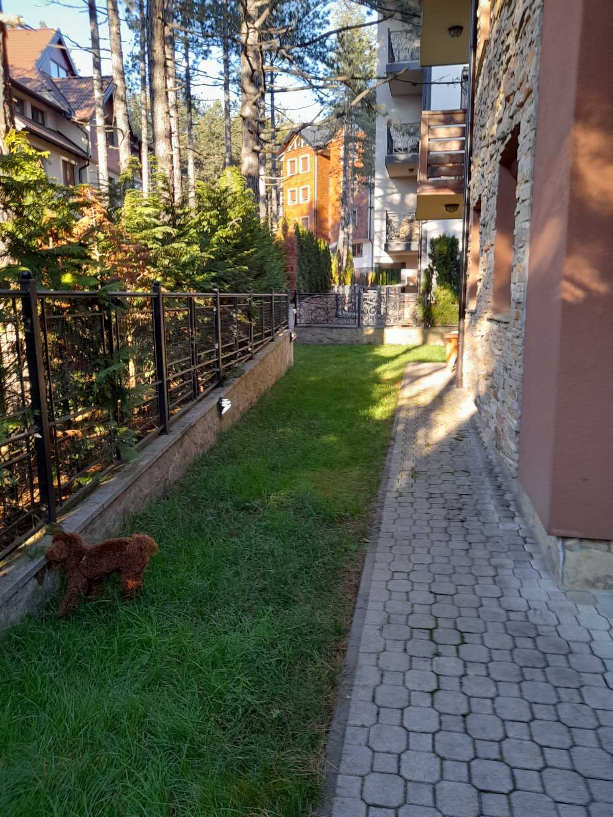 Golden Pine fotografija 19